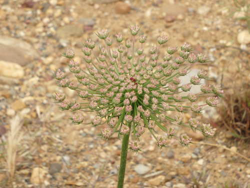 Onion Bloom.